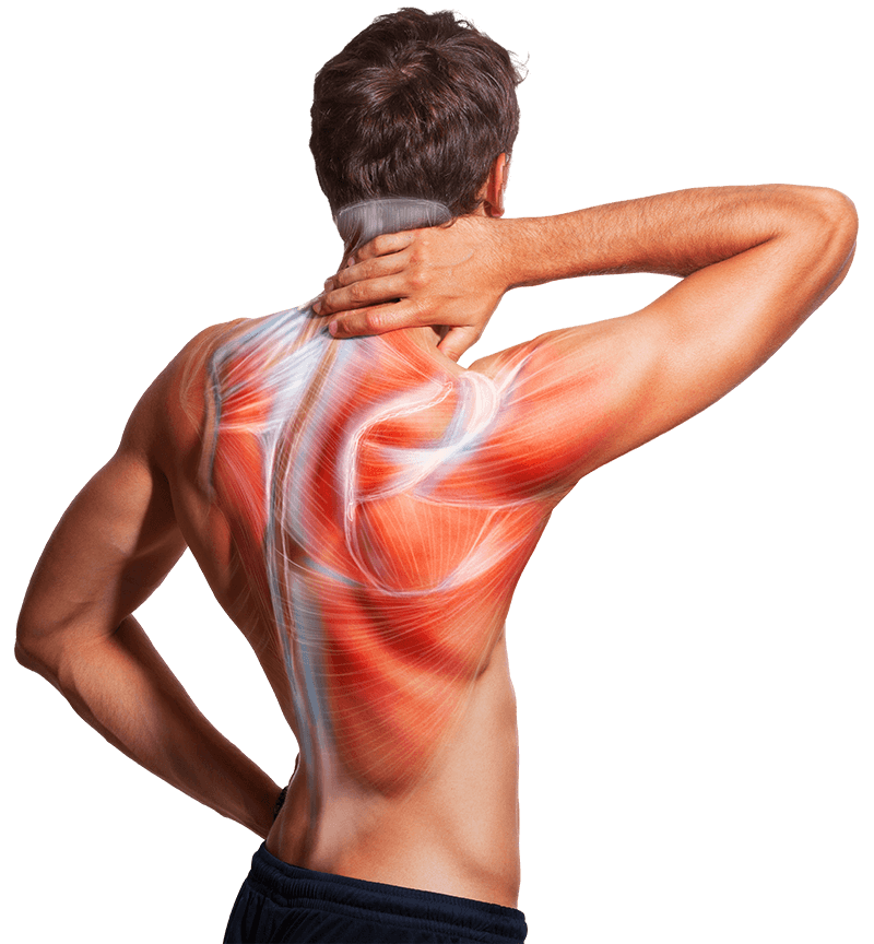 Muskelstränge im Rücken